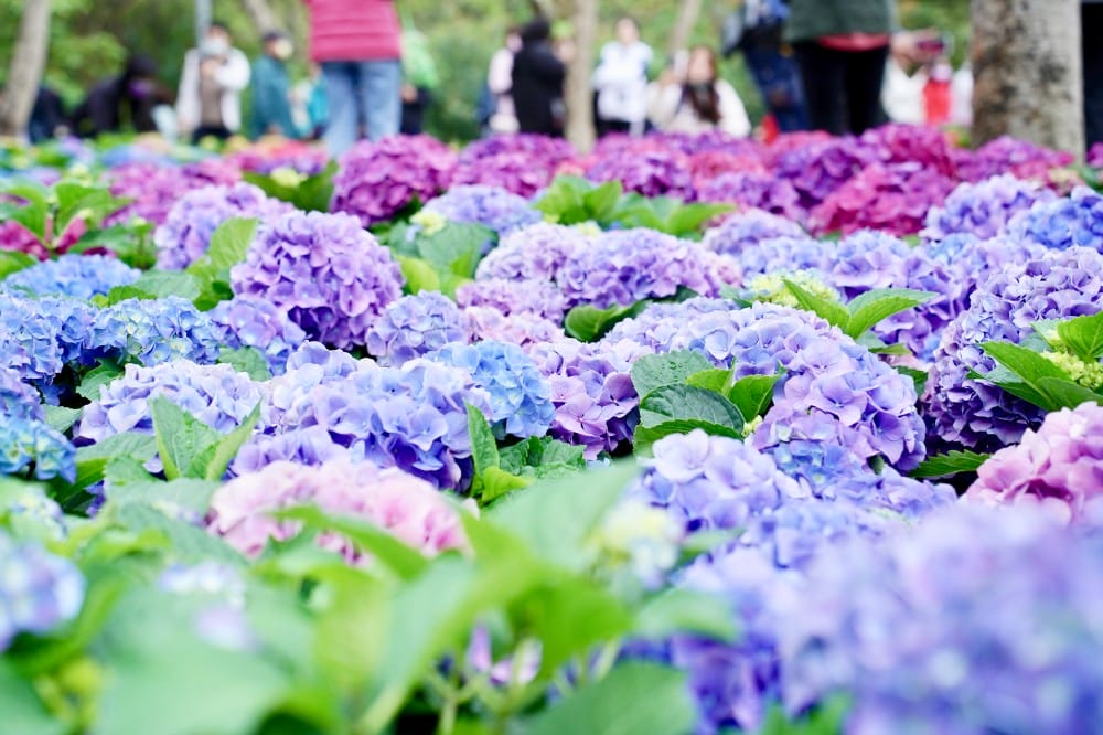 1大安森林公園繡球花fullsizeoutput 16c2
