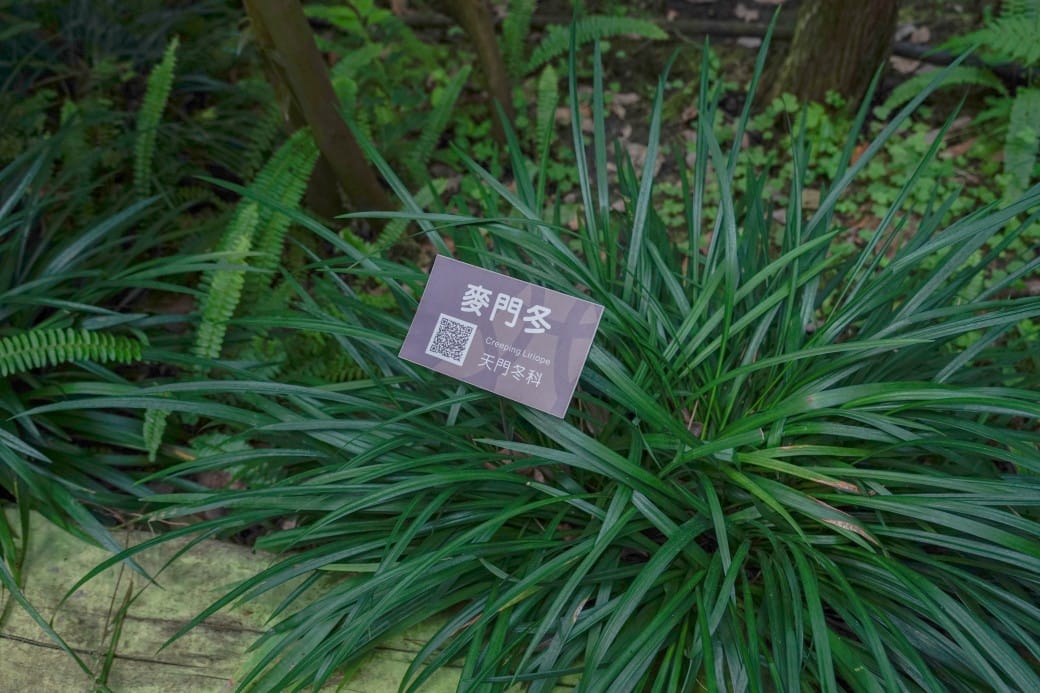 台北典藏植物園，免費森林打卡景點充滿芬多精，親子景點雨天備案