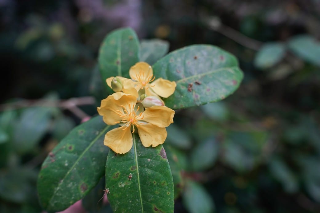 台北典藏植物園，免費森林打卡景點充滿芬多精，親子景點雨天備案