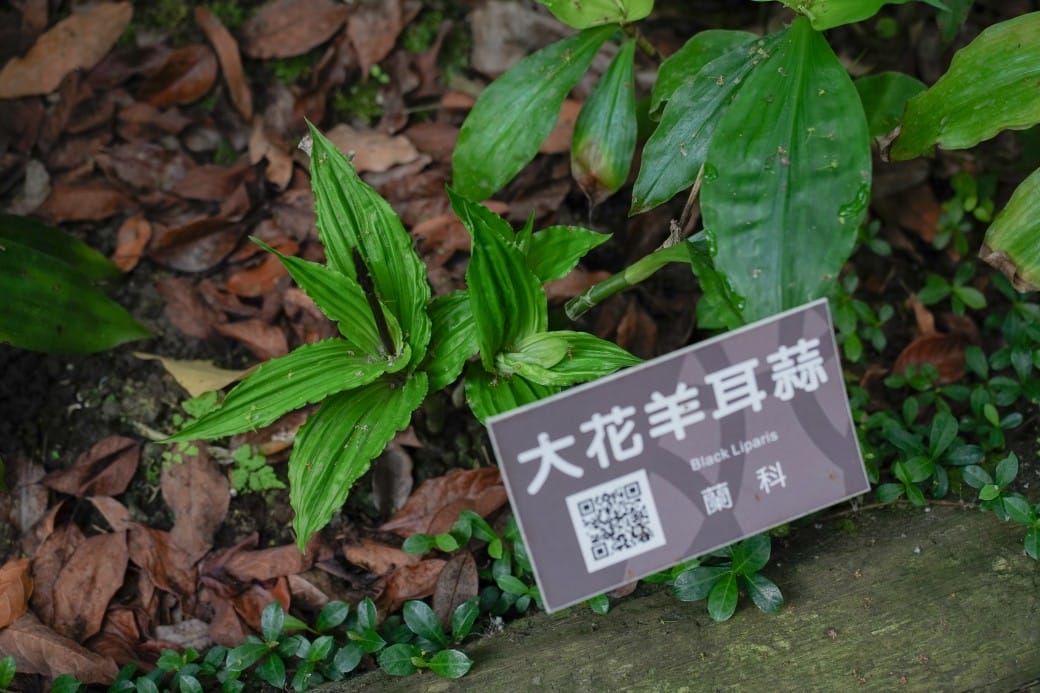台北典藏植物園，免費森林打卡景點充滿芬多精，親子景點雨天備案