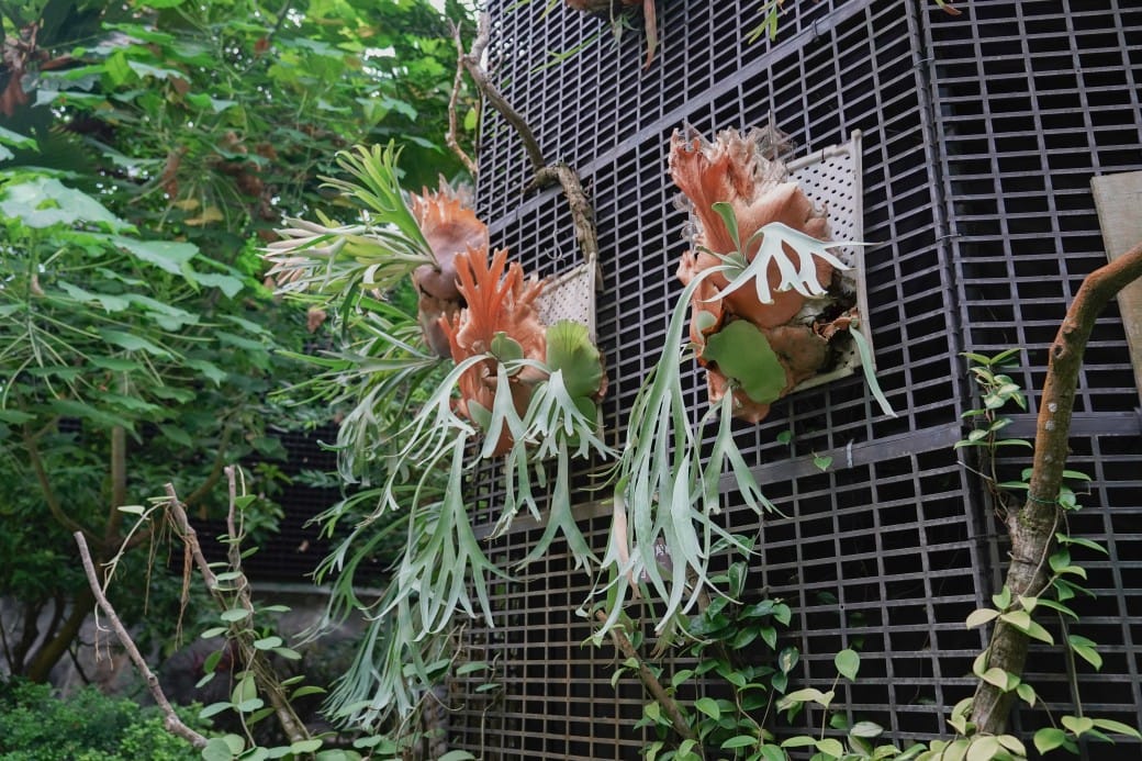 台北典藏植物園，免費森林打卡景點充滿芬多精，親子景點雨天備案