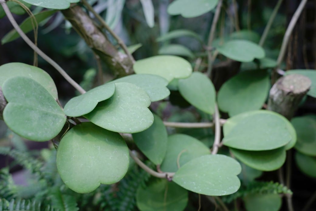 台北典藏植物園，免費森林打卡景點充滿芬多精，親子景點雨天備案