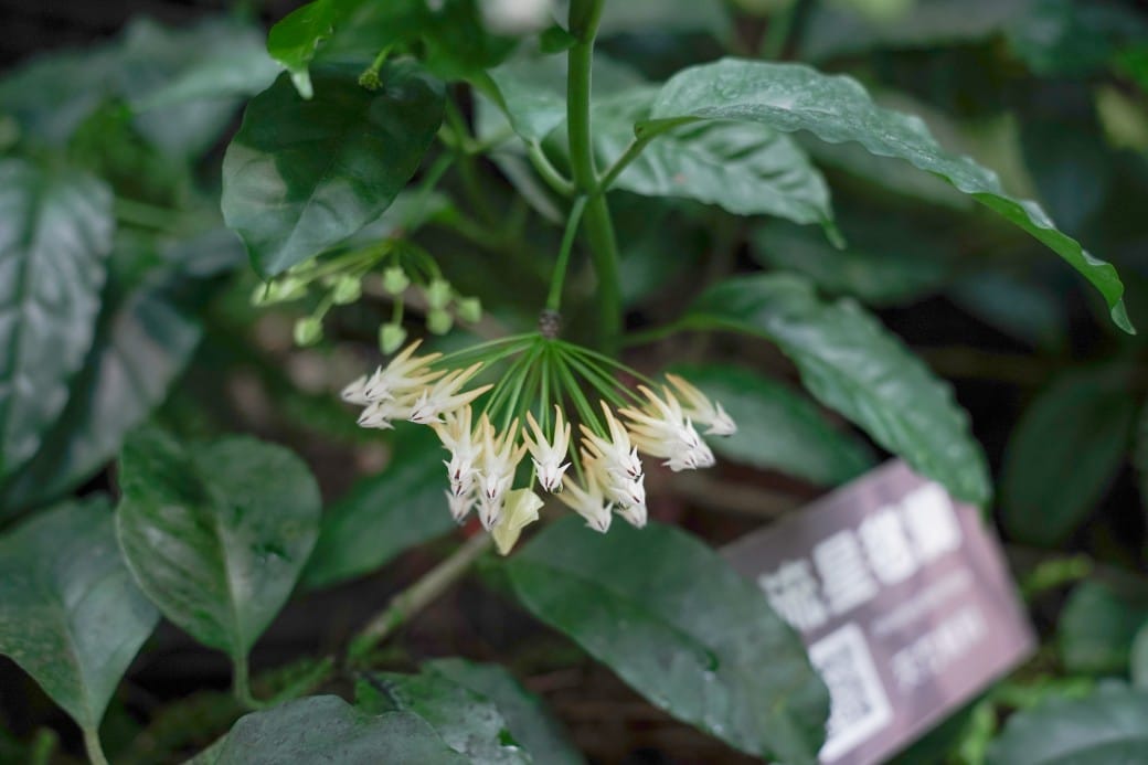 台北典藏植物園，免費森林打卡景點充滿芬多精，親子景點雨天備案