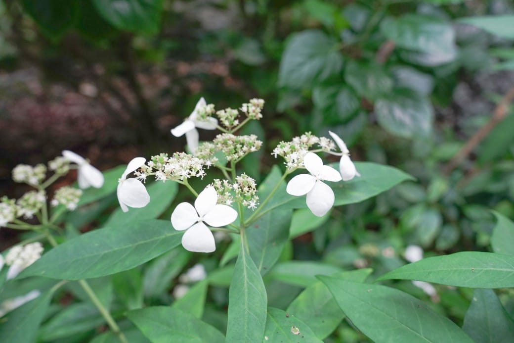 台北典藏植物園，免費森林打卡景點充滿芬多精，親子景點雨天備案