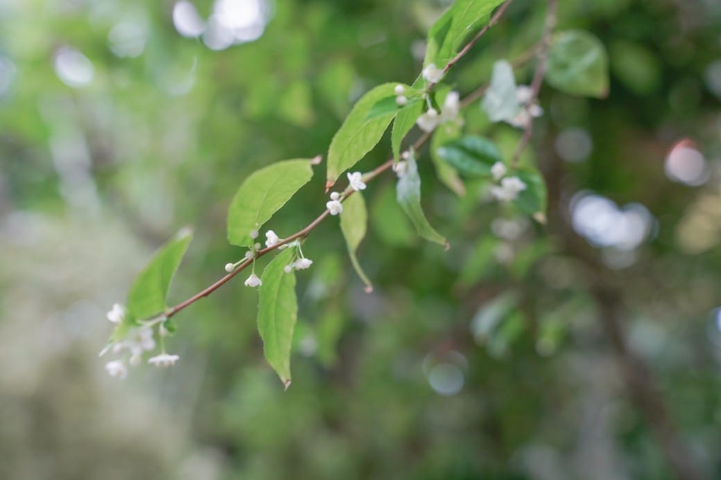 台北典藏植物園，免費森林打卡景點充滿芬多精，親子景點雨天備案