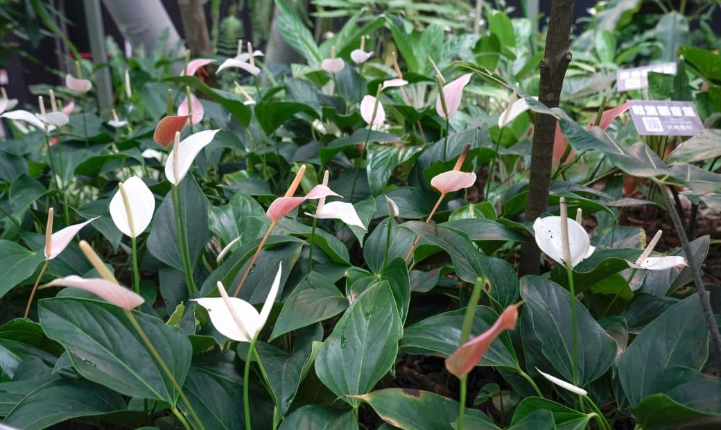 台北典藏植物園，免費森林打卡景點充滿芬多精，親子景點雨天備案