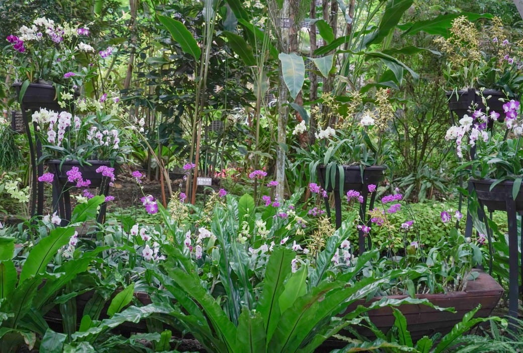 台北典藏植物園，免費森林打卡景點充滿芬多精，親子景點雨天備案