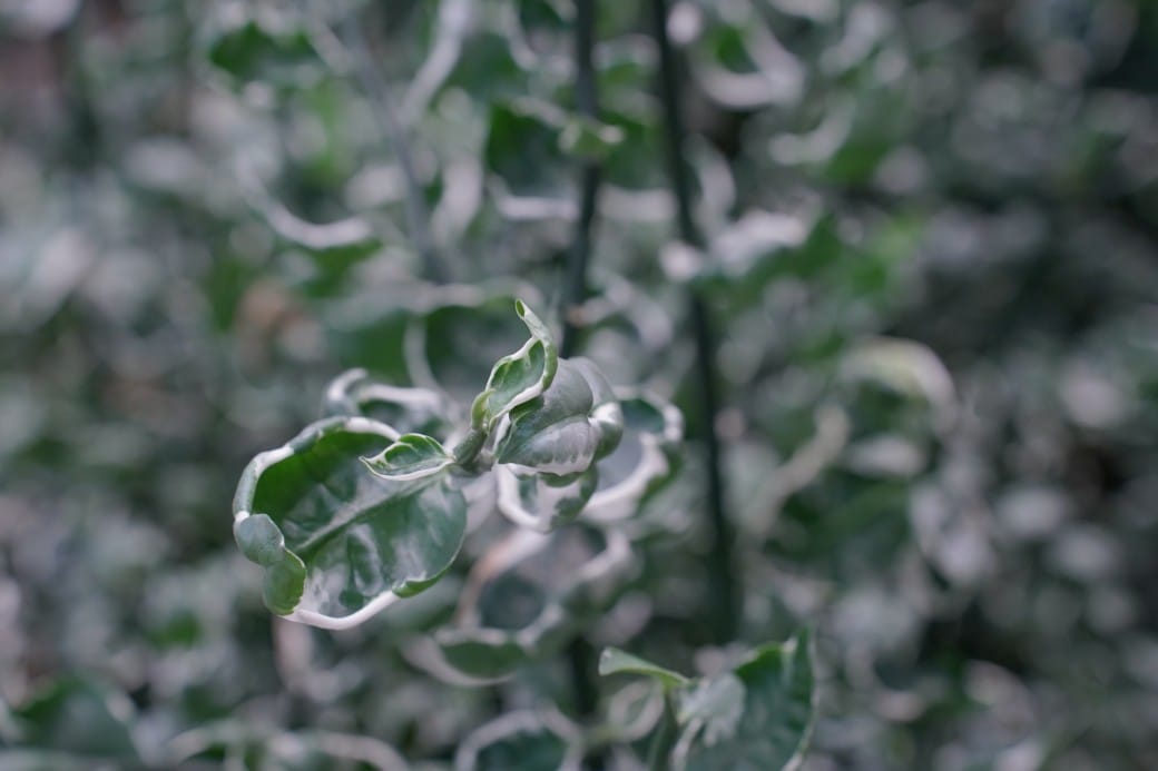 台北典藏植物園，免費森林打卡景點充滿芬多精，親子景點雨天備案
