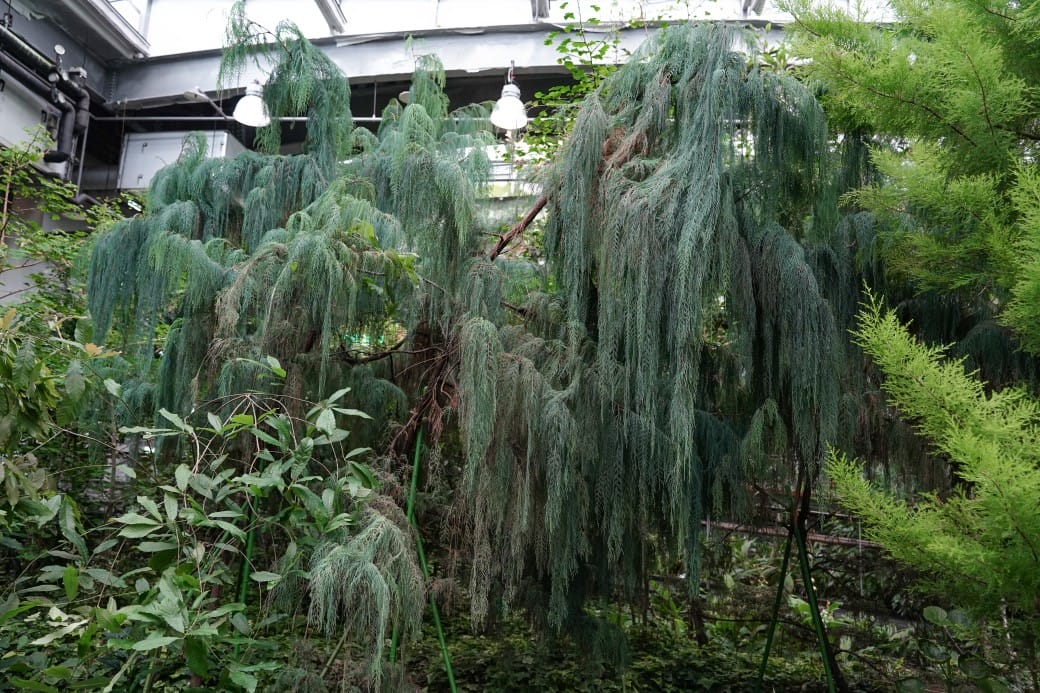 台北典藏植物園，免費森林打卡景點充滿芬多精，親子景點雨天備案
