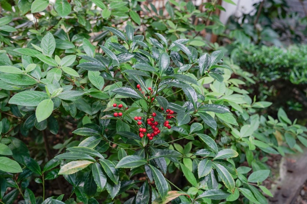 台北典藏植物園，免費森林打卡景點充滿芬多精，親子景點雨天備案