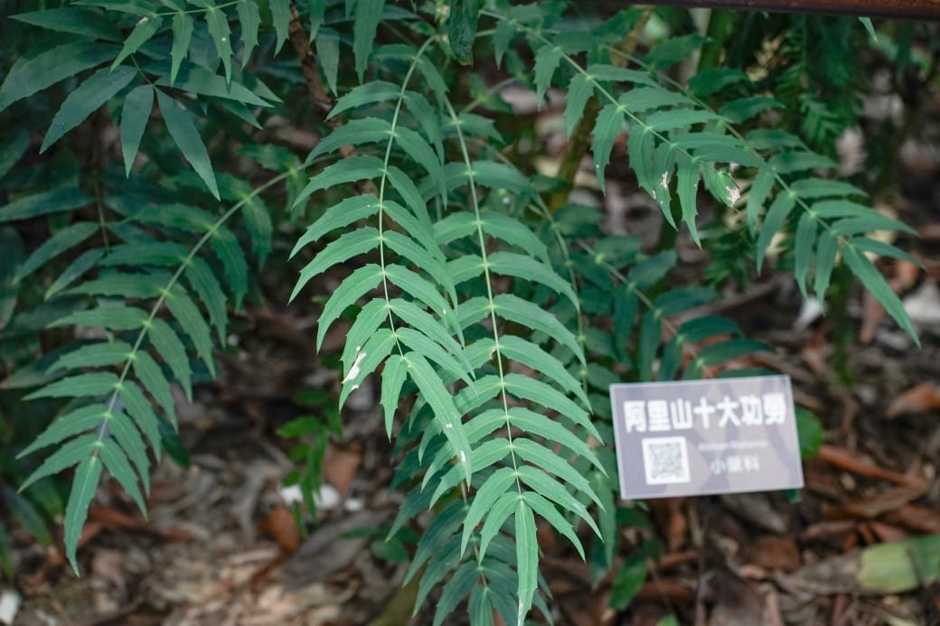台北典藏植物園，免費森林打卡景點充滿芬多精，親子景點雨天備案