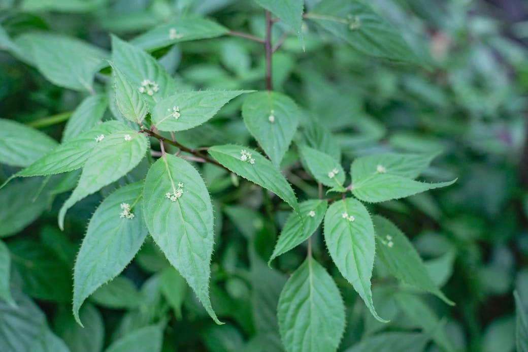 台北典藏植物園，免費森林打卡景點充滿芬多精，親子景點雨天備案