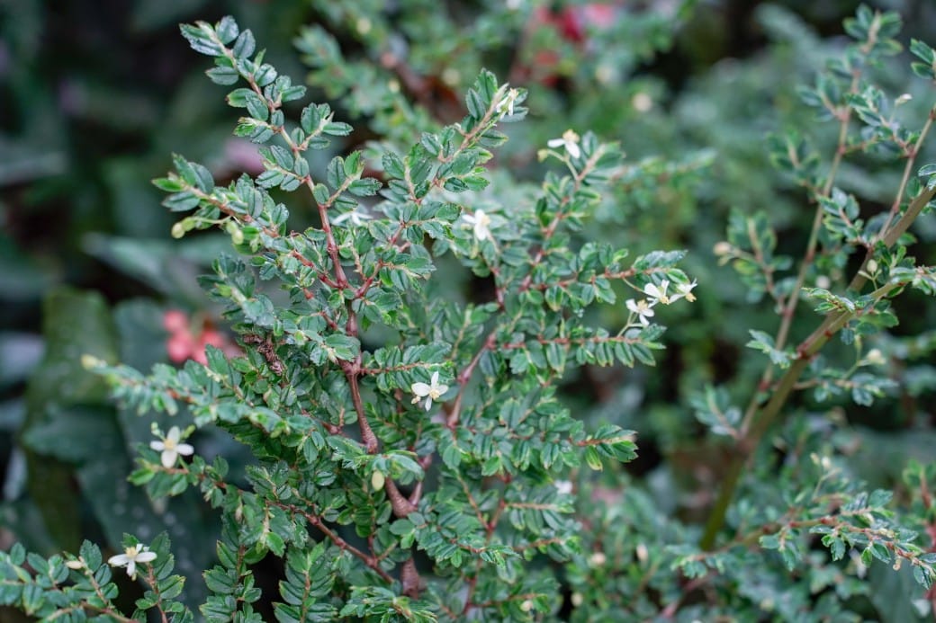 台北典藏植物園，免費森林打卡景點充滿芬多精，親子景點雨天備案