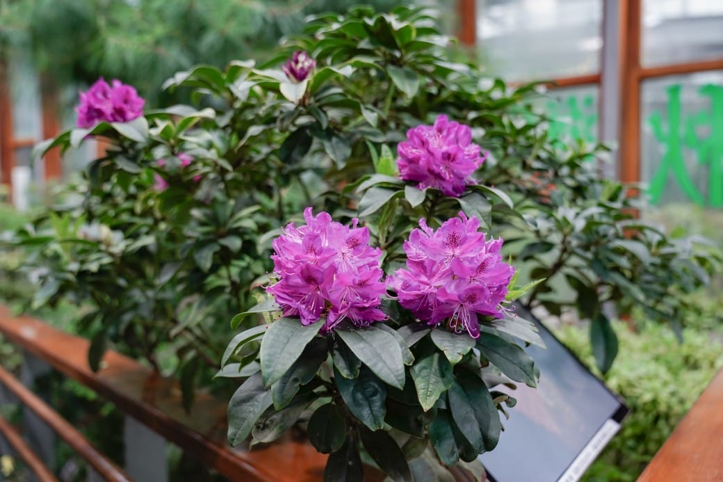 台北典藏植物園，免費森林打卡景點充滿芬多精，親子景點雨天備案