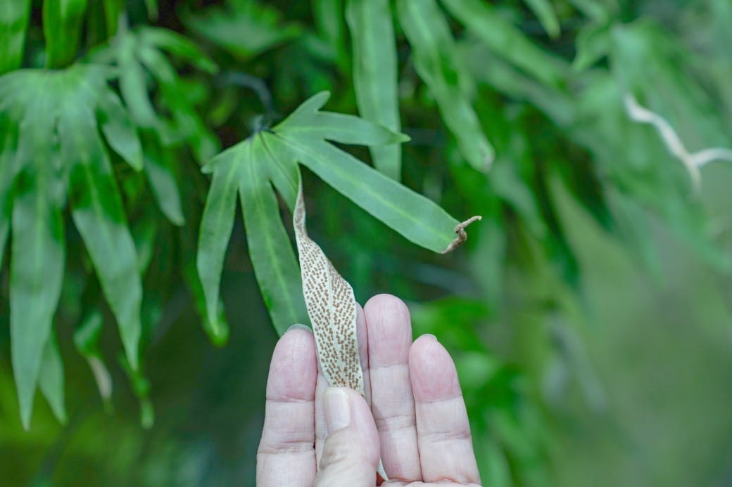 台北典藏植物園，免費森林打卡景點充滿芬多精，親子景點雨天備案