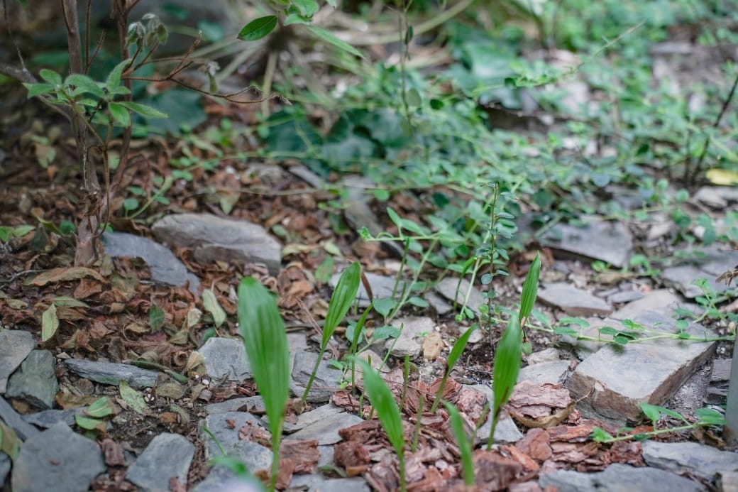 台北典藏植物園，免費森林打卡景點充滿芬多精，親子景點雨天備案