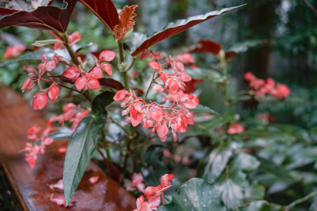 台北典藏植物園，免費森林打卡景點充滿芬多精，親子景點雨天備案