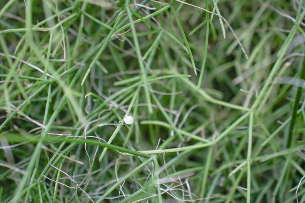 台北典藏植物園，免費森林打卡景點充滿芬多精，親子景點雨天備案