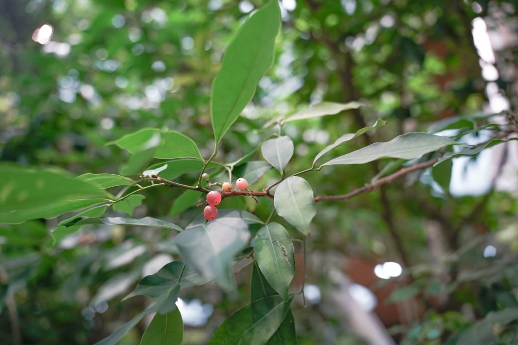 台北典藏植物園，免費森林打卡景點充滿芬多精，親子景點雨天備案
