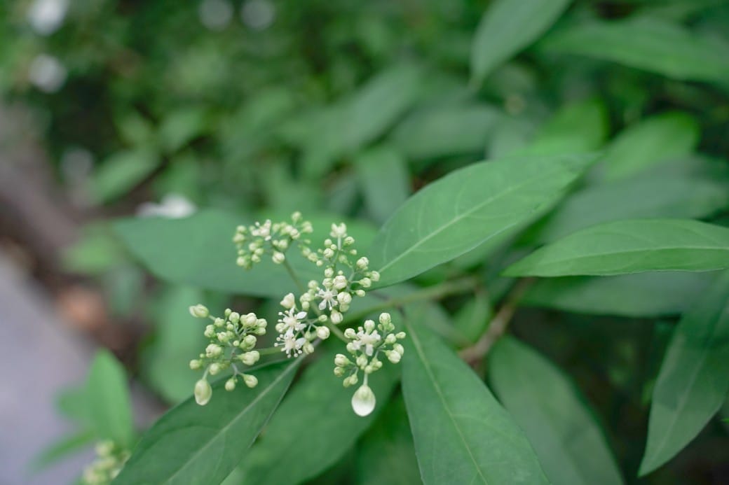 台北典藏植物園，免費森林打卡景點充滿芬多精，親子景點雨天備案