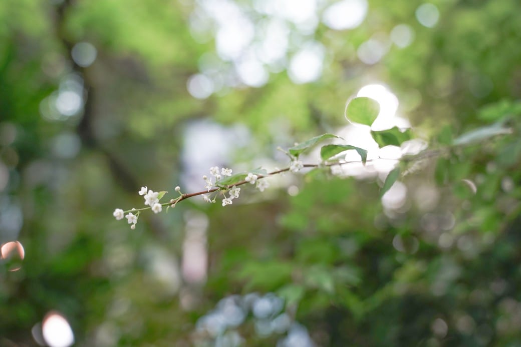 台北典藏植物園，免費森林打卡景點充滿芬多精，親子景點雨天備案
