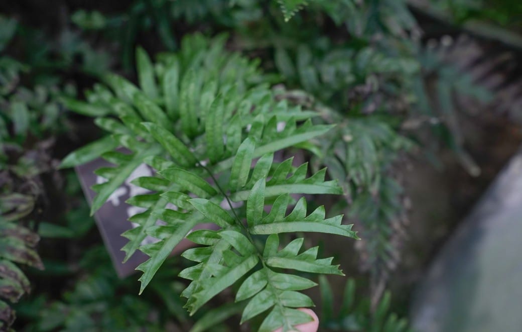台北典藏植物園，免費森林打卡景點充滿芬多精，親子景點雨天備案