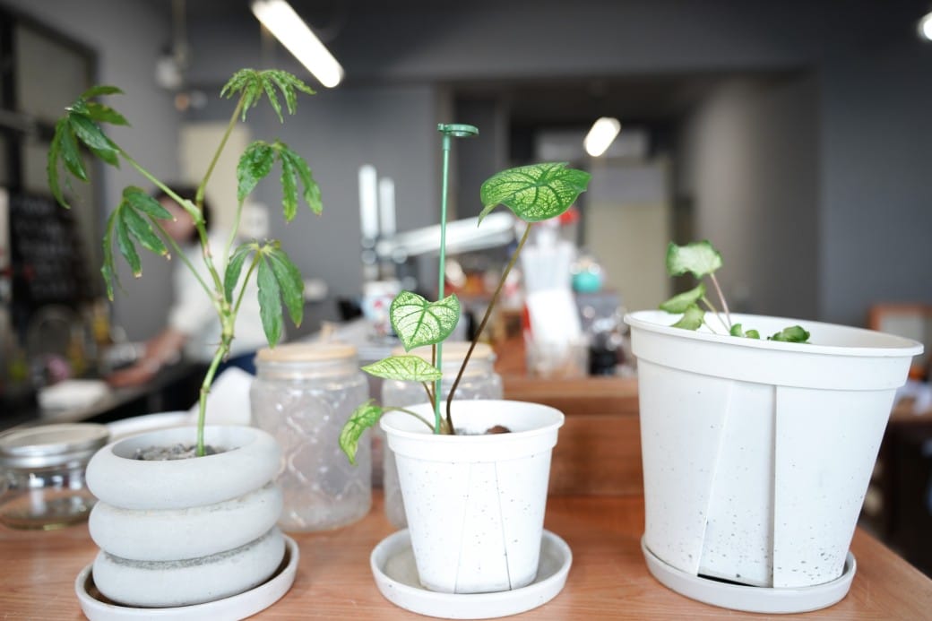 㡯樲樓手壓咖啡室｜隱藏在老宅二樓的復古風咖啡廳，有好喝的抹茶拿鐵！