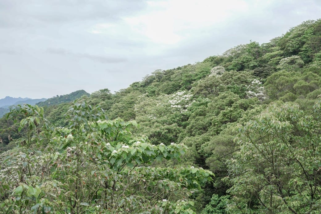 新北石碇海倫咖啡廳，無敵景觀山景，北宜公路上的無敵景觀咖啡廳