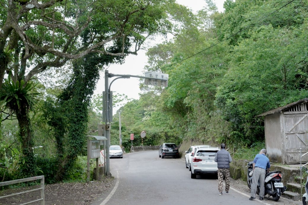 新北石碇桐花步道，賞桐花秘境加上絕美茶園層層山巒，賞桐景點公開！
