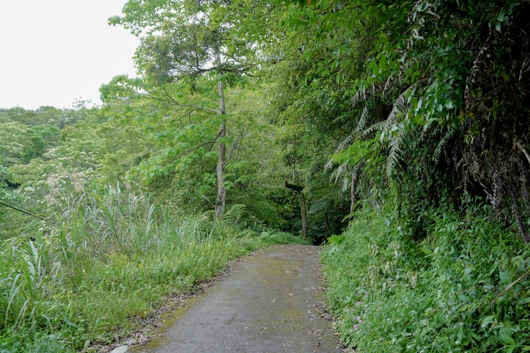 新北石碇桐花步道，賞桐花秘境加上絕美茶園層層山巒，賞桐景點公開！