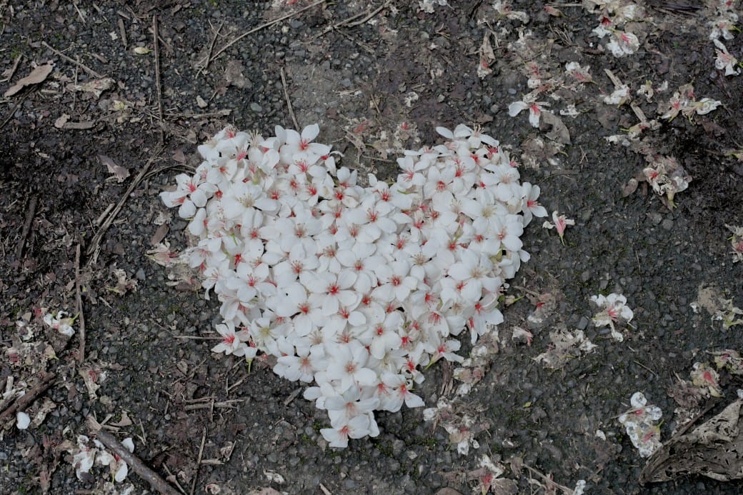 新北石碇桐花步道，賞桐花秘境加上絕美茶園層層山巒，賞桐景點公開！