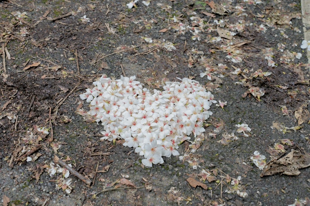新北石碇桐花步道，賞桐花秘境加上絕美茶園層層山巒，賞桐景點公開！