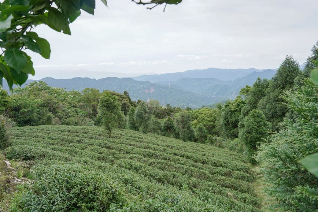新北石碇桐花步道，賞桐花秘境加上絕美茶園層層山巒，賞桐景點公開！
