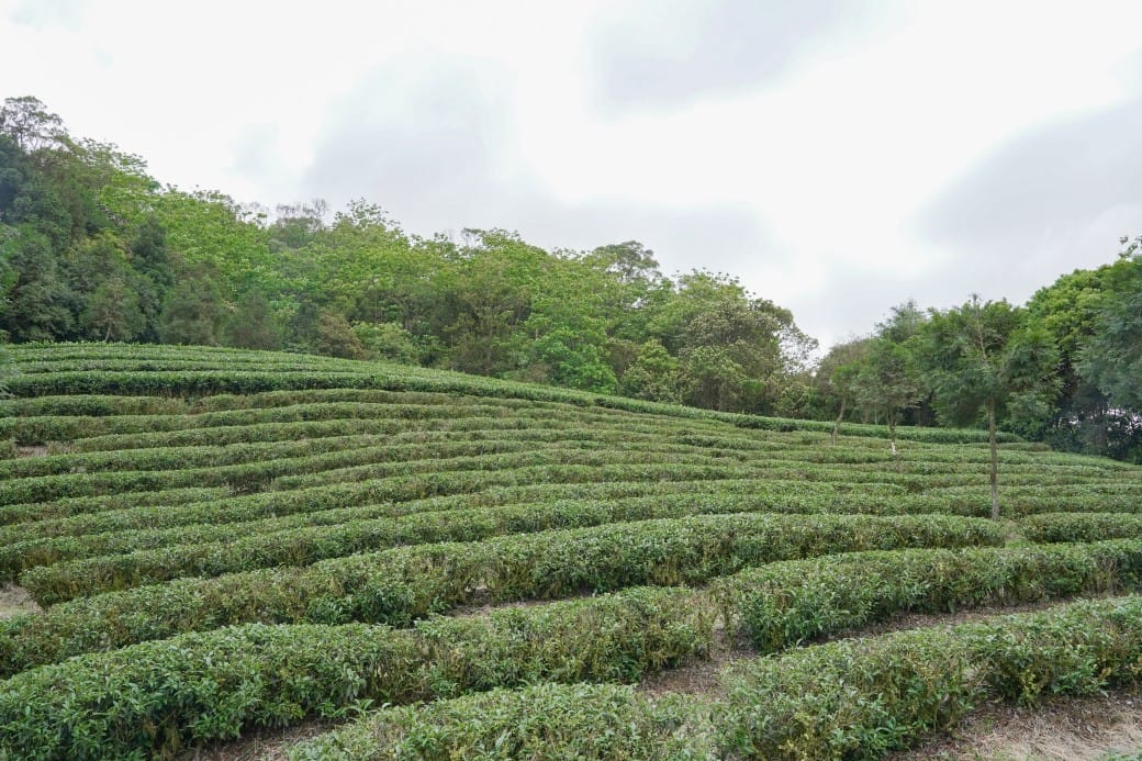 新北石碇桐花步道，賞桐花秘境加上絕美茶園層層山巒，賞桐景點公開！