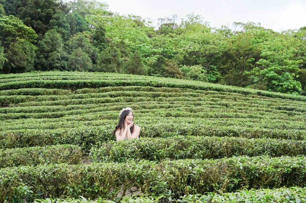 新北石碇桐花步道，賞桐花秘境加上絕美茶園層層山巒，賞桐景點公開！