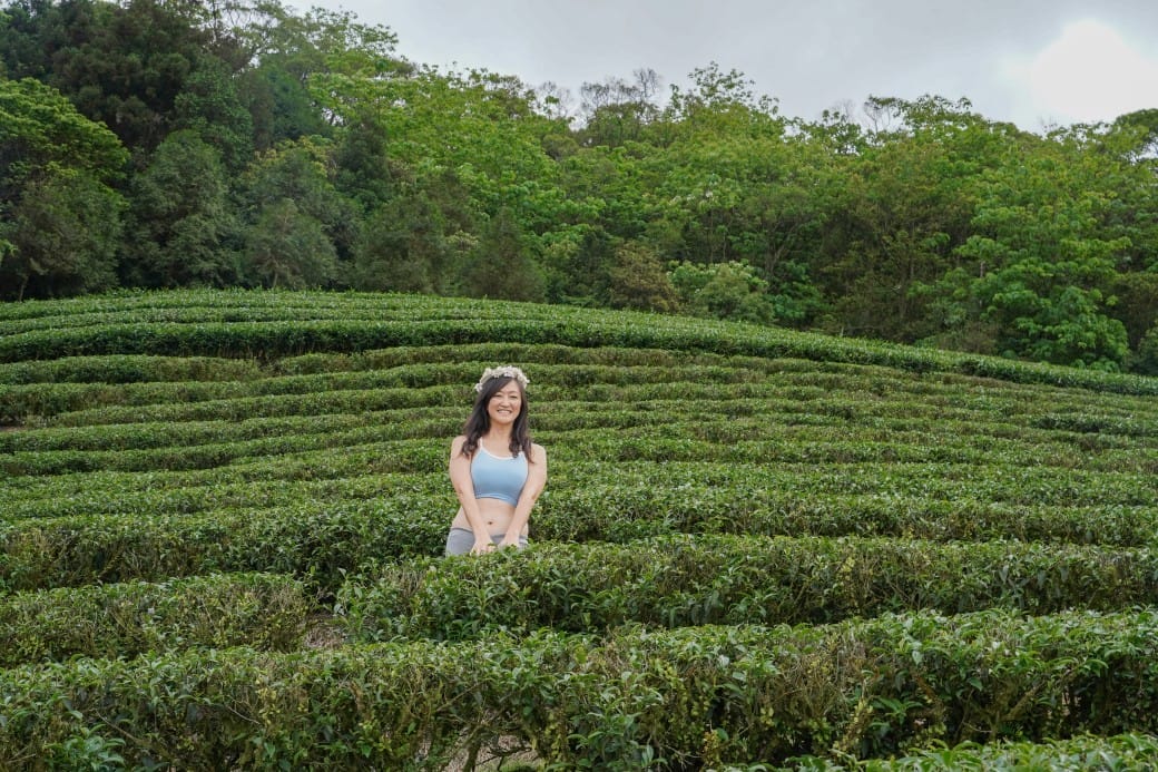 新北石碇桐花步道，賞桐花秘境加上絕美茶園層層山巒，賞桐景點公開！