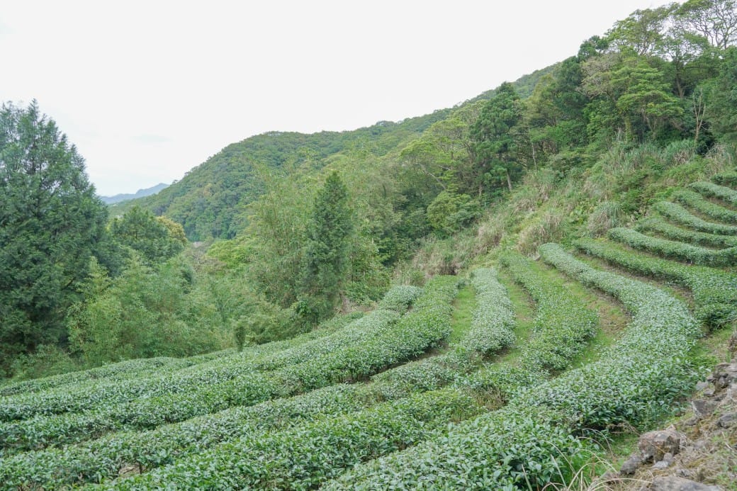 新北石碇桐花步道，賞桐花秘境加上絕美茶園層層山巒，賞桐景點公開！