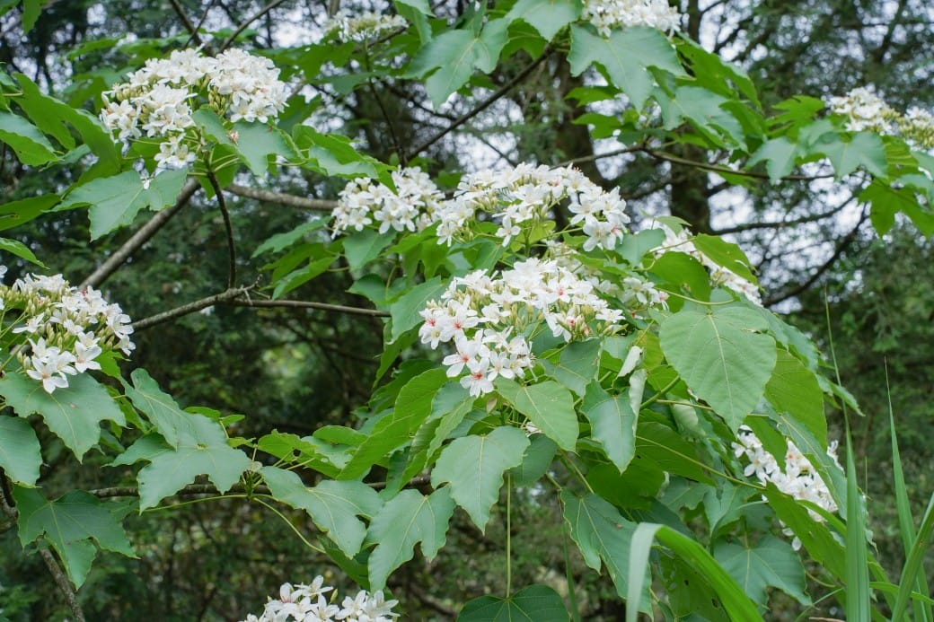新北石碇桐花步道，賞桐花秘境加上絕美茶園層層山巒，賞桐景點公開！