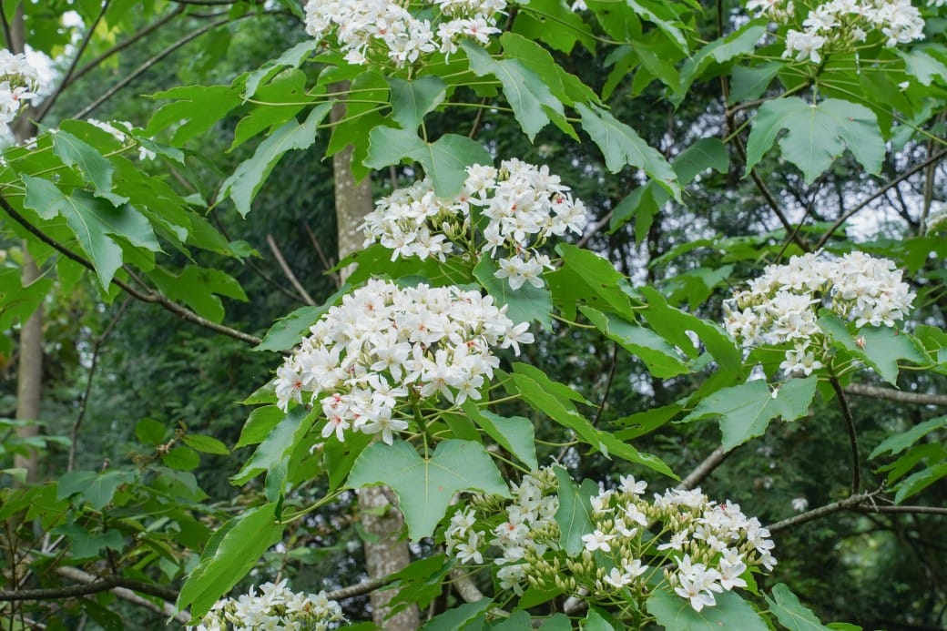 新北石碇桐花步道，賞桐花秘境加上絕美茶園層層山巒，賞桐景點公開！