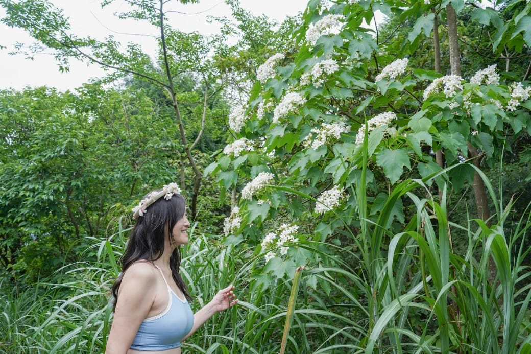 新北石碇桐花步道，賞桐花秘境加上絕美茶園層層山巒，賞桐景點公開！