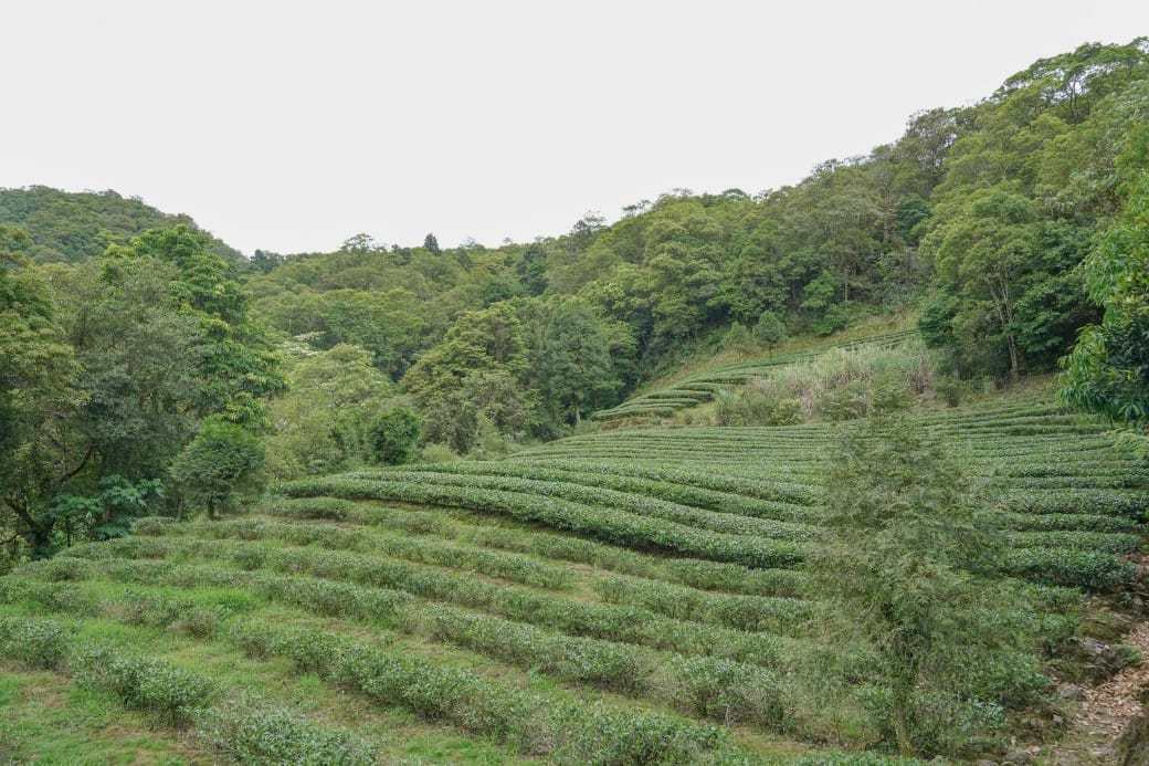 新北石碇桐花步道，賞桐花秘境加上絕美茶園層層山巒，賞桐景點公開！