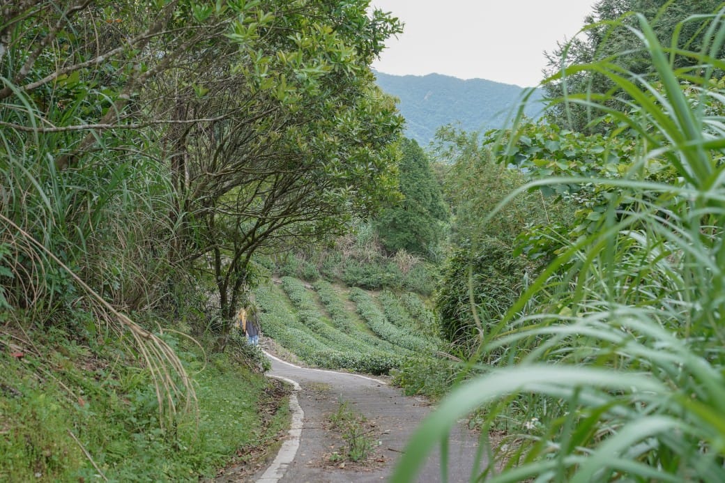 新北石碇桐花步道，賞桐花秘境加上絕美茶園層層山巒，賞桐景點公開！