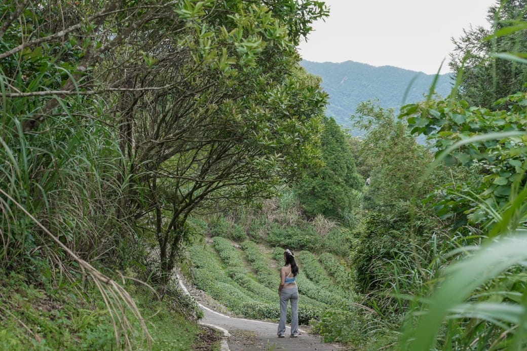 新北石碇桐花步道，賞桐花秘境加上絕美茶園層層山巒，賞桐景點公開！