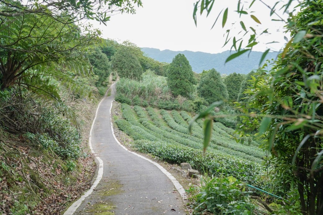 新北石碇桐花步道，賞桐花秘境加上絕美茶園層層山巒，賞桐景點公開！