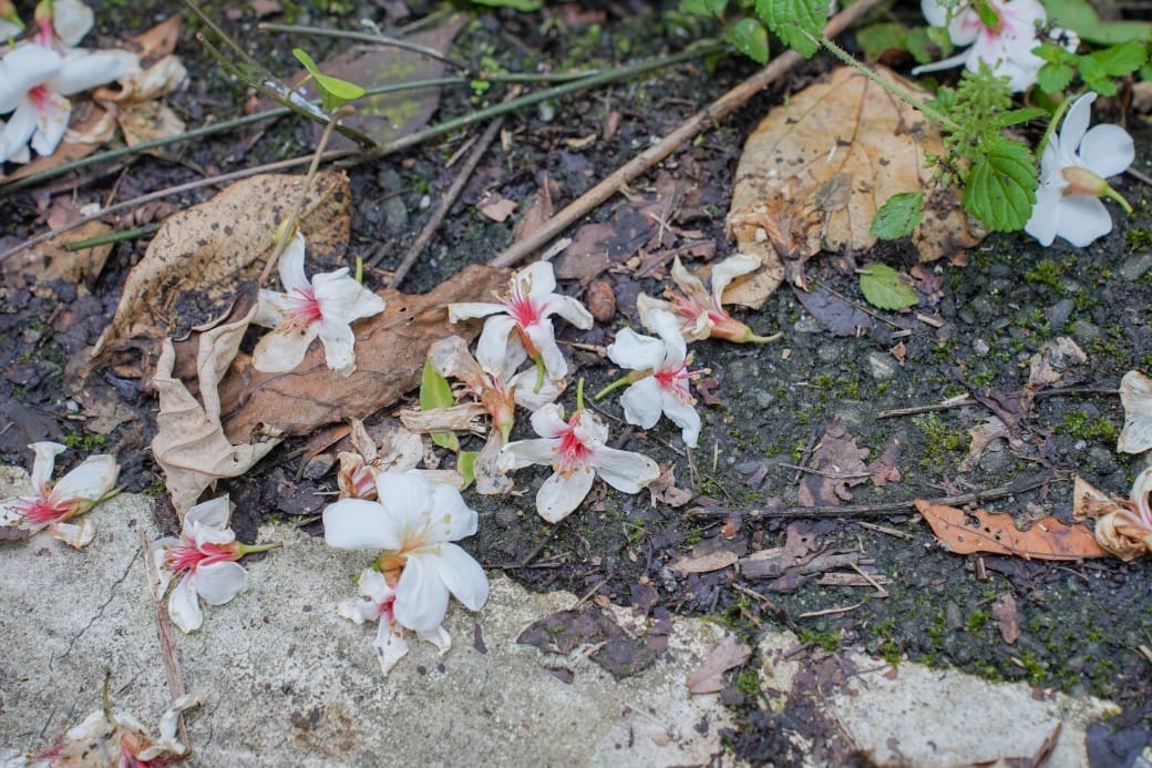 新北石碇桐花步道，賞桐花秘境加上絕美茶園層層山巒，賞桐景點公開！