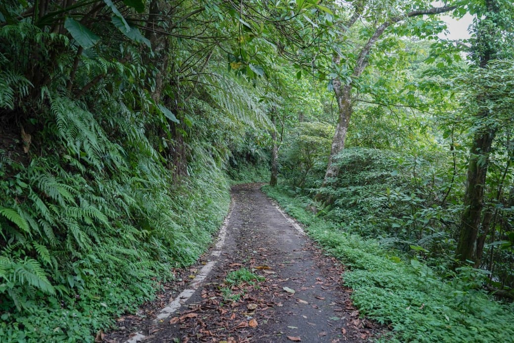 新北石碇桐花步道，賞桐花秘境加上絕美茶園層層山巒，賞桐景點公開！