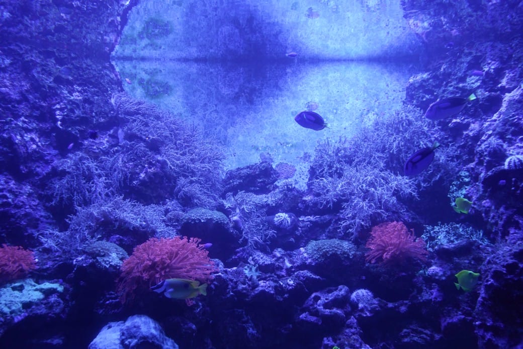 花蓮遠雄海洋公園攻略｜必玩設施，夜宿資訊，KLOOK門票優惠資訊