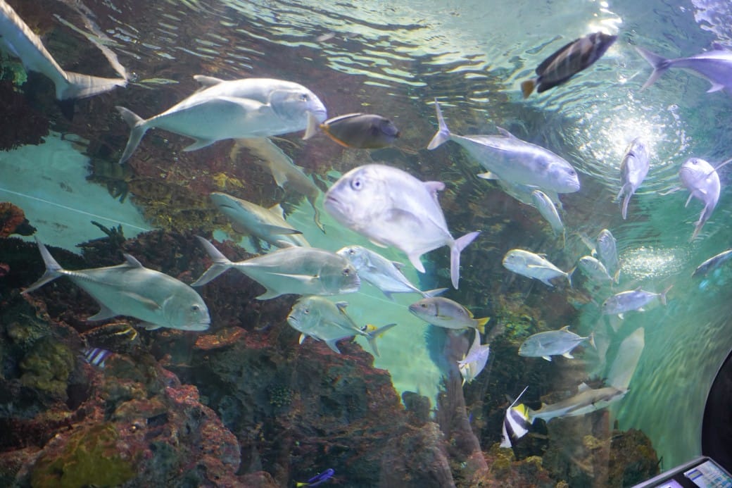 花蓮遠雄海洋公園攻略｜必玩設施，夜宿資訊，KLOOK門票優惠資訊