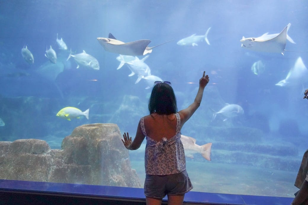 花蓮遠雄海洋公園攻略｜必玩設施，夜宿資訊，KLOOK門票優惠資訊