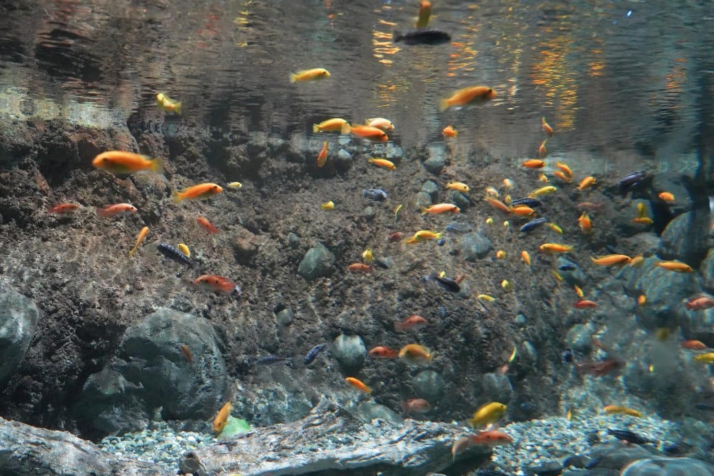 花蓮遠雄海洋公園攻略｜必玩設施，夜宿資訊，KLOOK門票優惠資訊